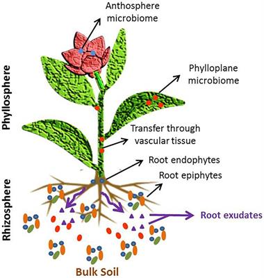 Phyto-microbiome to mitigate abiotic stress in crop plants